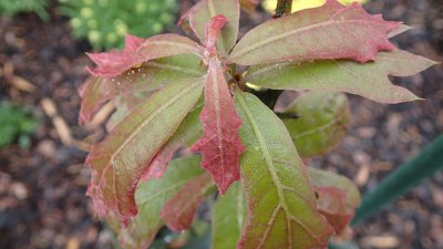 Quercus marilandica - dub marylandský